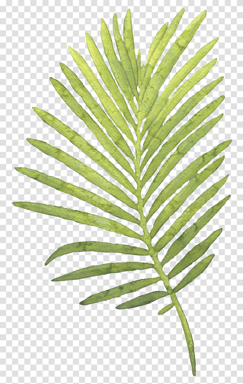 Palm Leaves Watercolor Palm Leaf, Plant, Fern Transparent Png