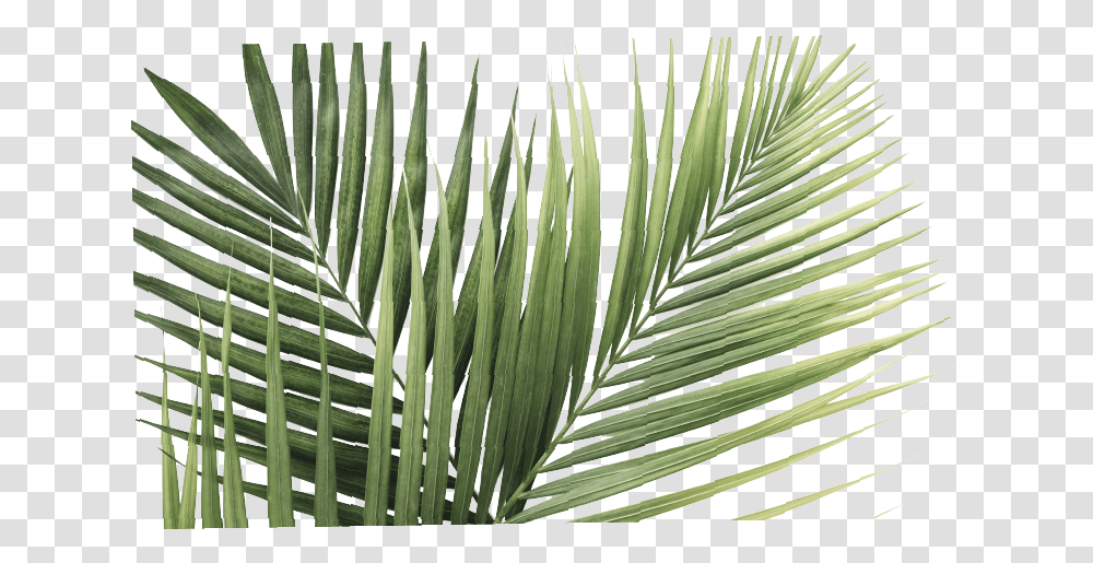 Palm Leaves White Background, Leaf, Plant, Vegetation, Tree Transparent Png