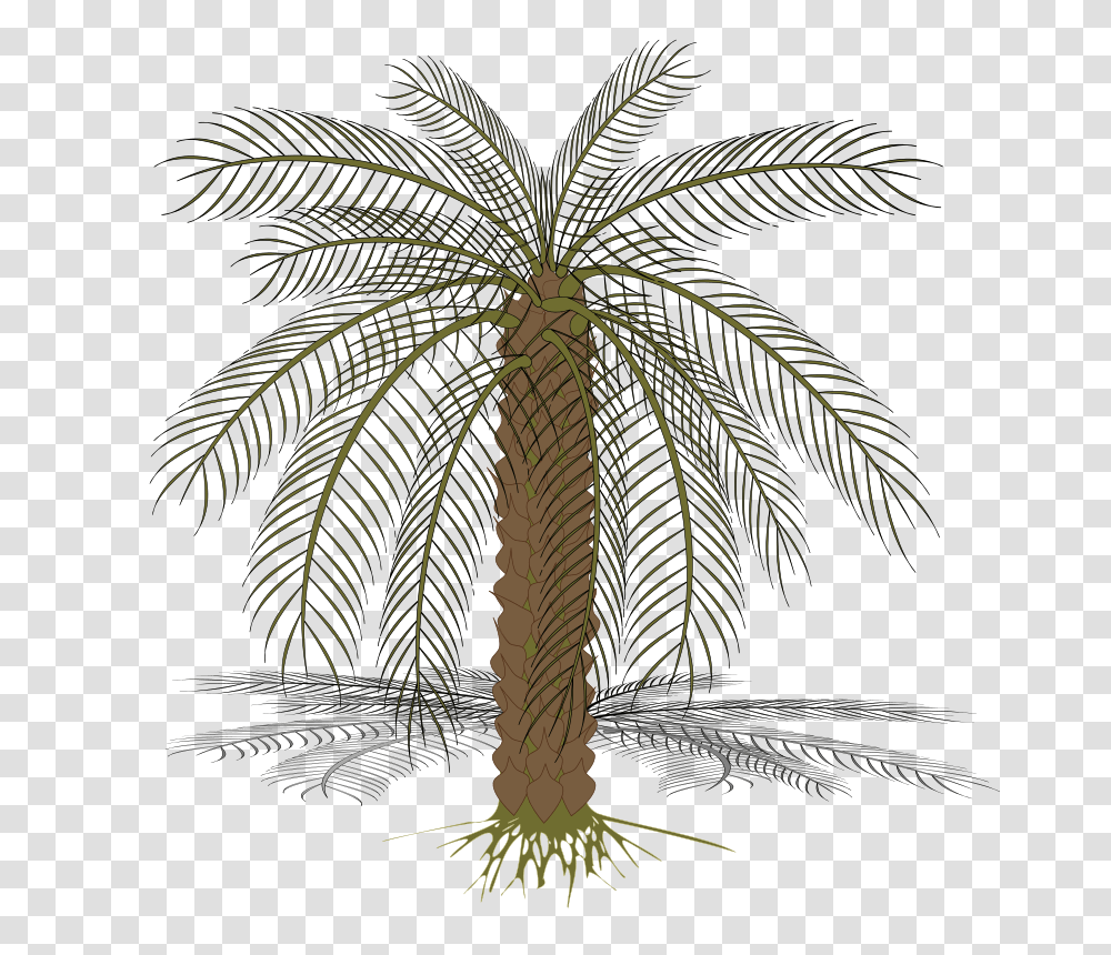Palm, Nature, Palm Tree, Plant, Arecaceae Transparent Png