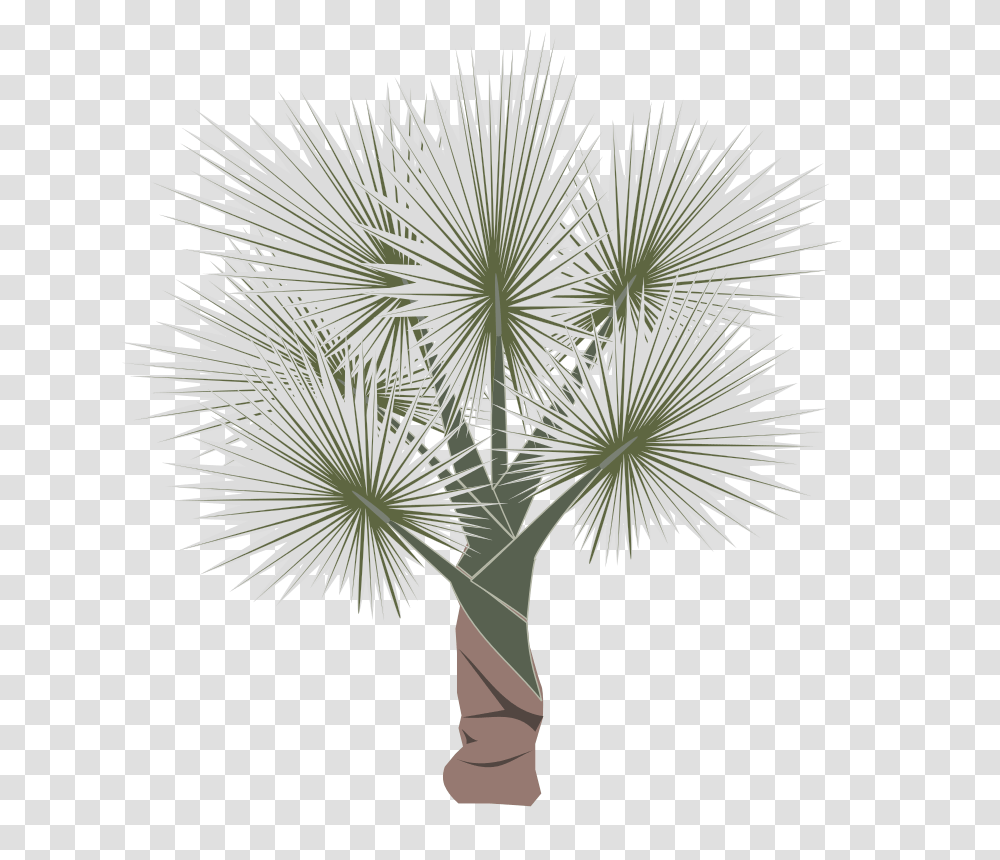 Palm, Nature, Plant, Tree, Palm Tree Transparent Png