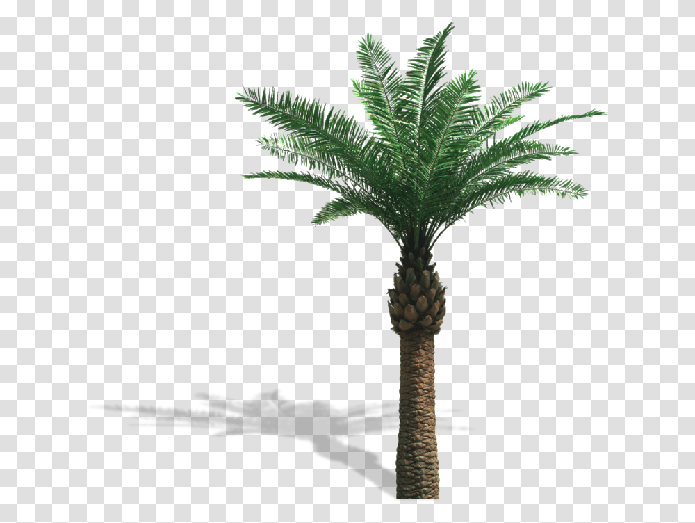 Palm Oil Tree, Plant, Palm Tree, Arecaceae, Cross Transparent Png