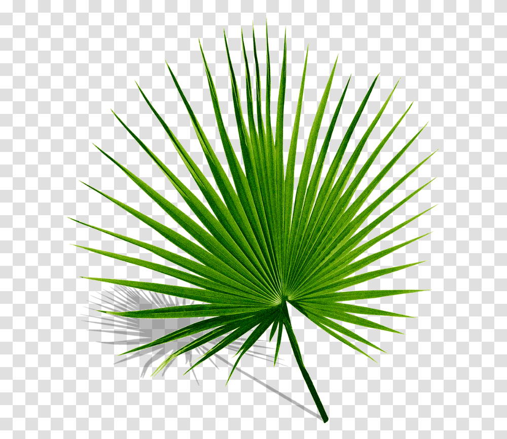 Palm Palms Leaf Leaves Green Tropics Summer Palmyra Palm Leaf, Plant, Tree, Palm Tree, Arecaceae Transparent Png
