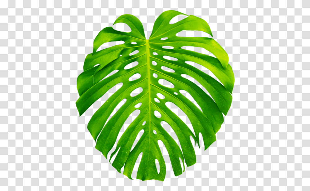 Palm Palms Leaf Leaves Green Tropics Summer Vacation Aesthetic Tropical Leaf, Plant, Moss, Droplet, Veins Transparent Png