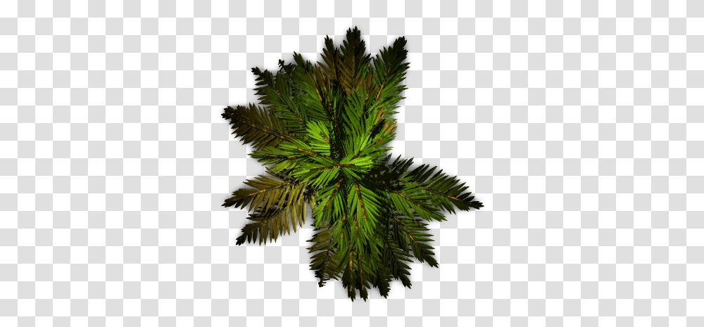 Palm Plan View Image, Tree, Plant, Conifer, Fir Transparent Png