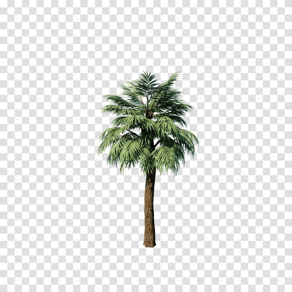 Palm Plant Attalea Speciosa, Tree, Palm Tree, Arecaceae, Fir Transparent Png