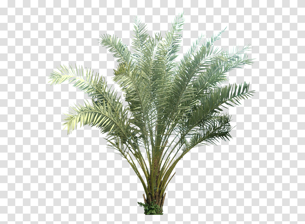 Palm Plant Background, Tree, Palm Tree, Arecaceae, Fern Transparent Png