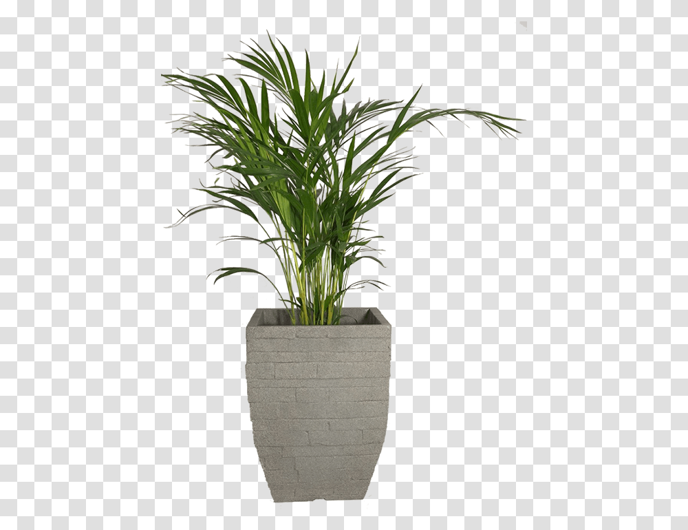 Palm Plant Basket, Tree, Palm Tree, Arecaceae, Bush Transparent Png