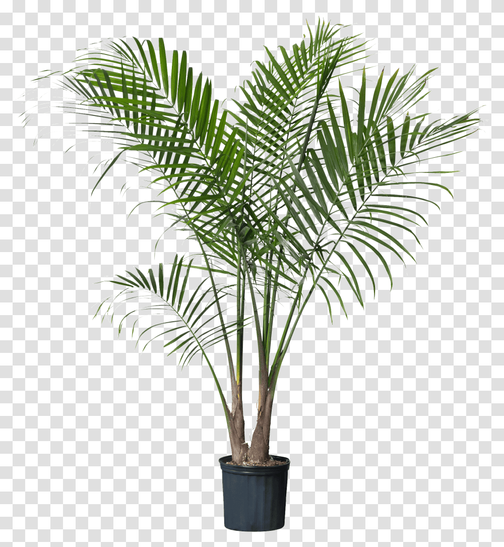 Palm Plant Download Palm Plant, Tree, Palm Tree, Arecaceae, Fir Transparent Png