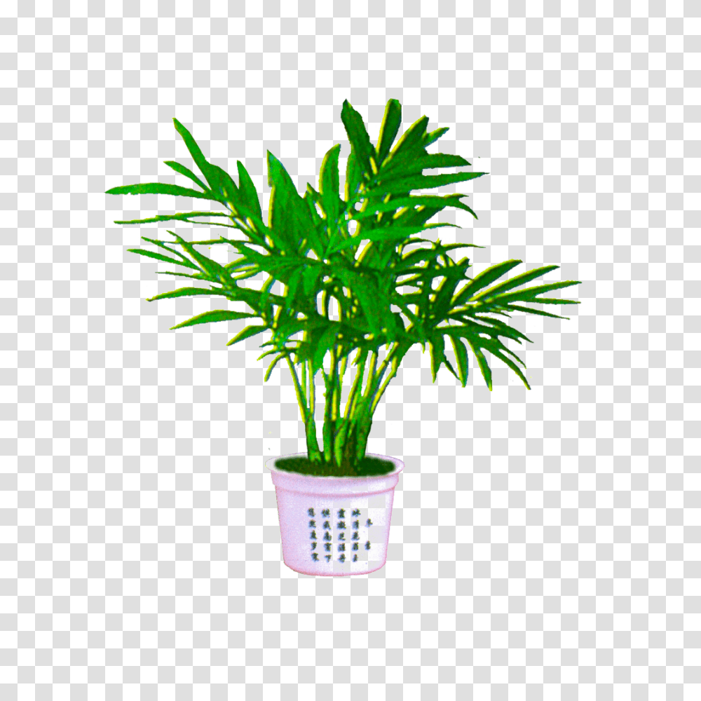 Palm Plant Download, Tree, Palm Tree, Arecaceae, Vegetation Transparent Png