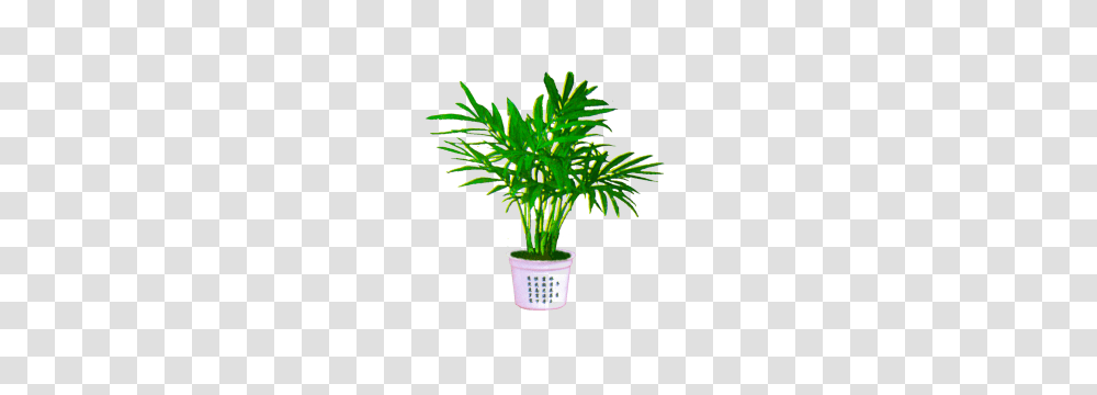 Palm Plant Image Background Download, Tree, Vegetation, Palm Tree, Arecaceae Transparent Png