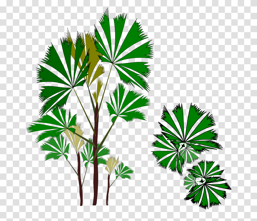 Palm Raphis, Nature, Green, Plant, Vegetation Transparent Png