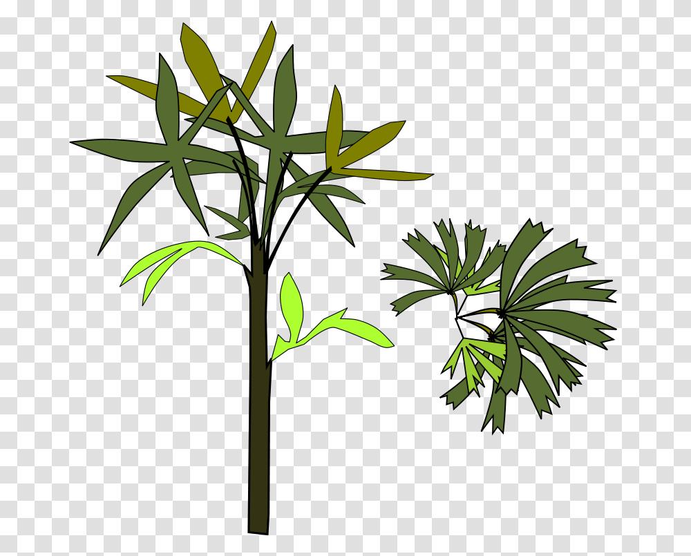 Palm Raphis, Nature, Plant, Tree, Leaf Transparent Png