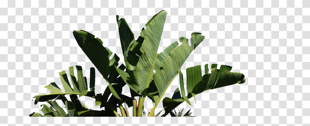 Palm Strelitzia Nicolai, Leaf, Plant, Green, Vegetation Transparent Png