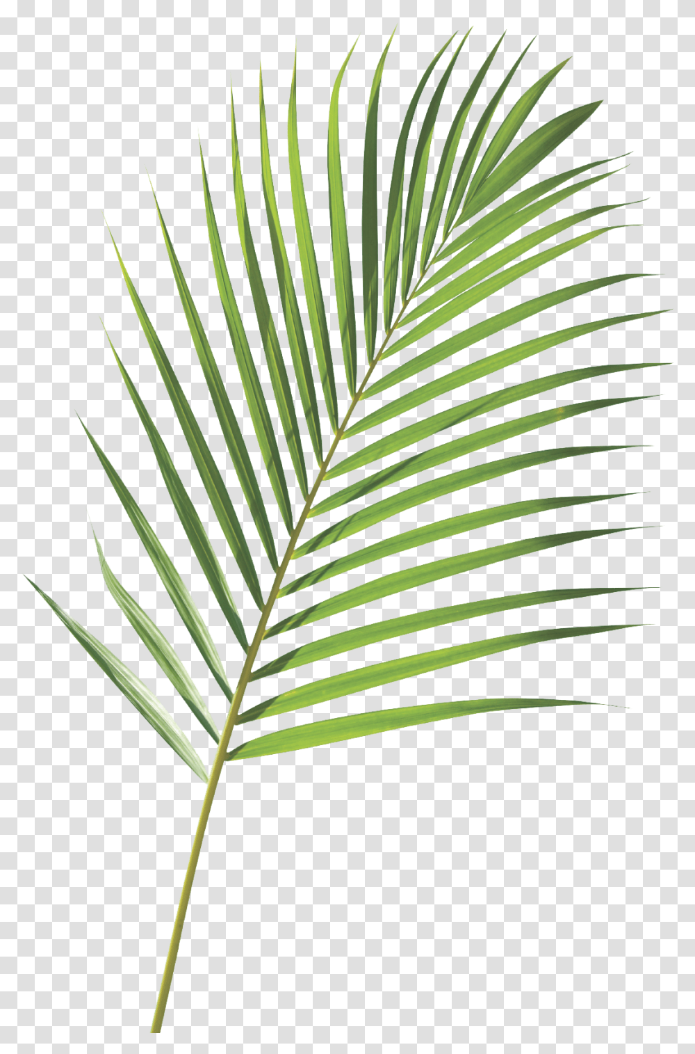 Palm Sunday Background, Leaf, Plant, Green, Fern Transparent Png