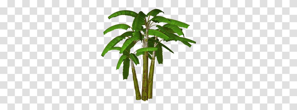 Palm Sunday Free Clipart, Plant, Tree, Palm Tree, Arecaceae Transparent Png