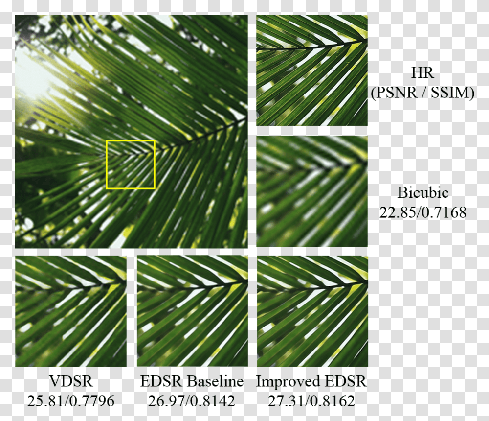 Palm Sunday, Green, Plant, Home Decor, Leaf Transparent Png