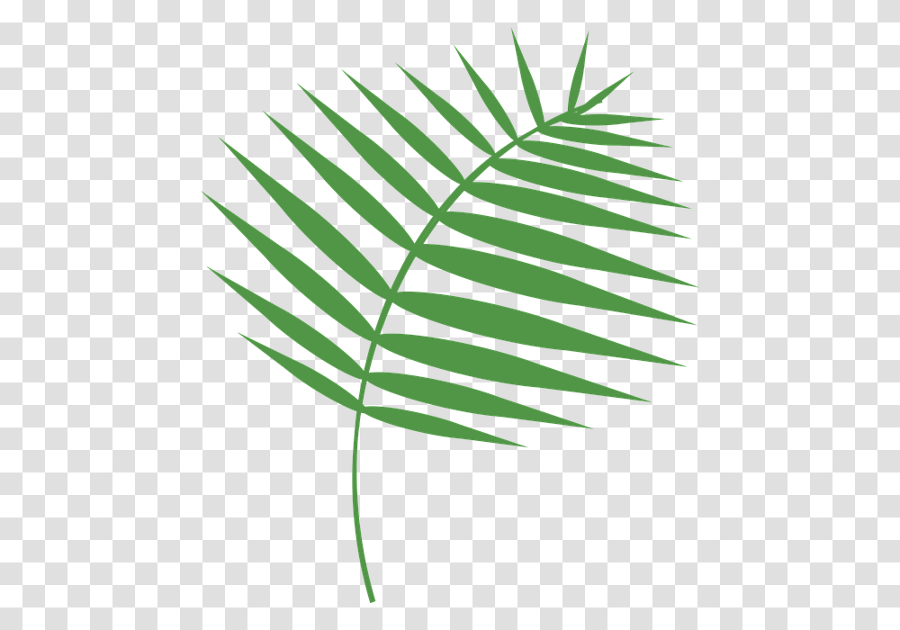 Palm Sunday Images Download, Plant, Fern, Leaf, Green Transparent Png