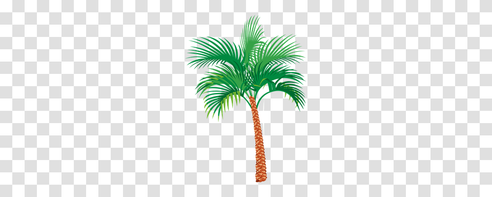 Palm Tree Nature, Plant, Arecaceae Transparent Png