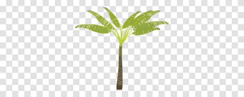 Palm Tree Nature, Plant, Arecaceae, Leaf Transparent Png