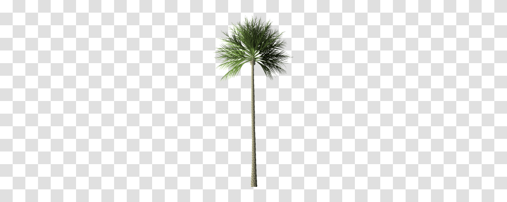 Palm Tree Nature, Plant, Arecaceae, Sword Transparent Png