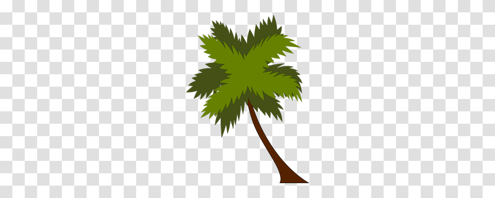 Palm Tree Holiday, Leaf, Plant, Maple Leaf Transparent Png