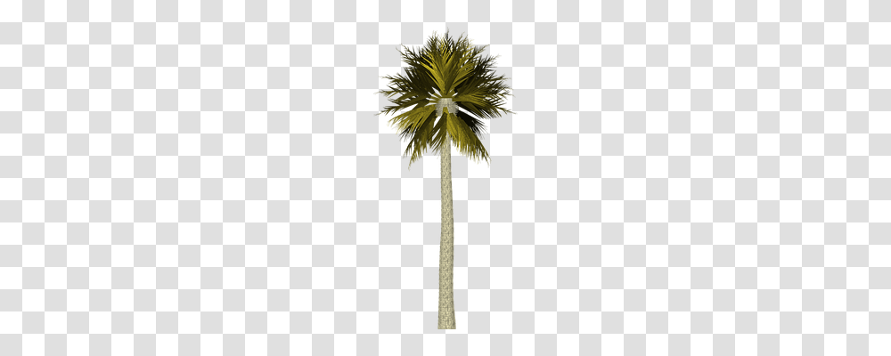 Palm Tree Nature, Plant, Cross Transparent Png