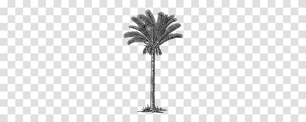 Palm Tree Nature, Gray, World Of Warcraft Transparent Png