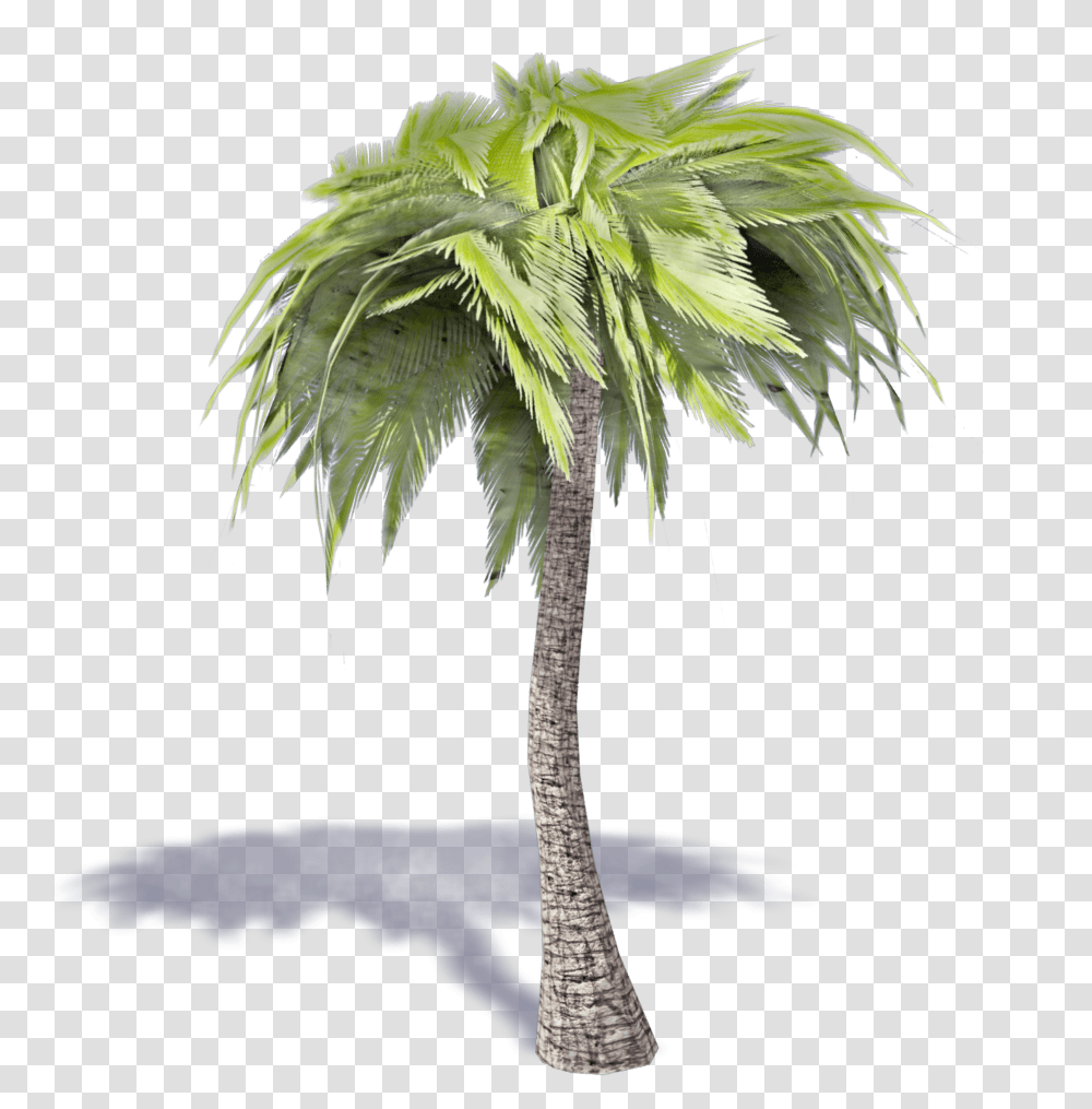 Palm Tree 3d Download 3d Palm Tree, Plant, Arecaceae, Bird, Animal Transparent Png