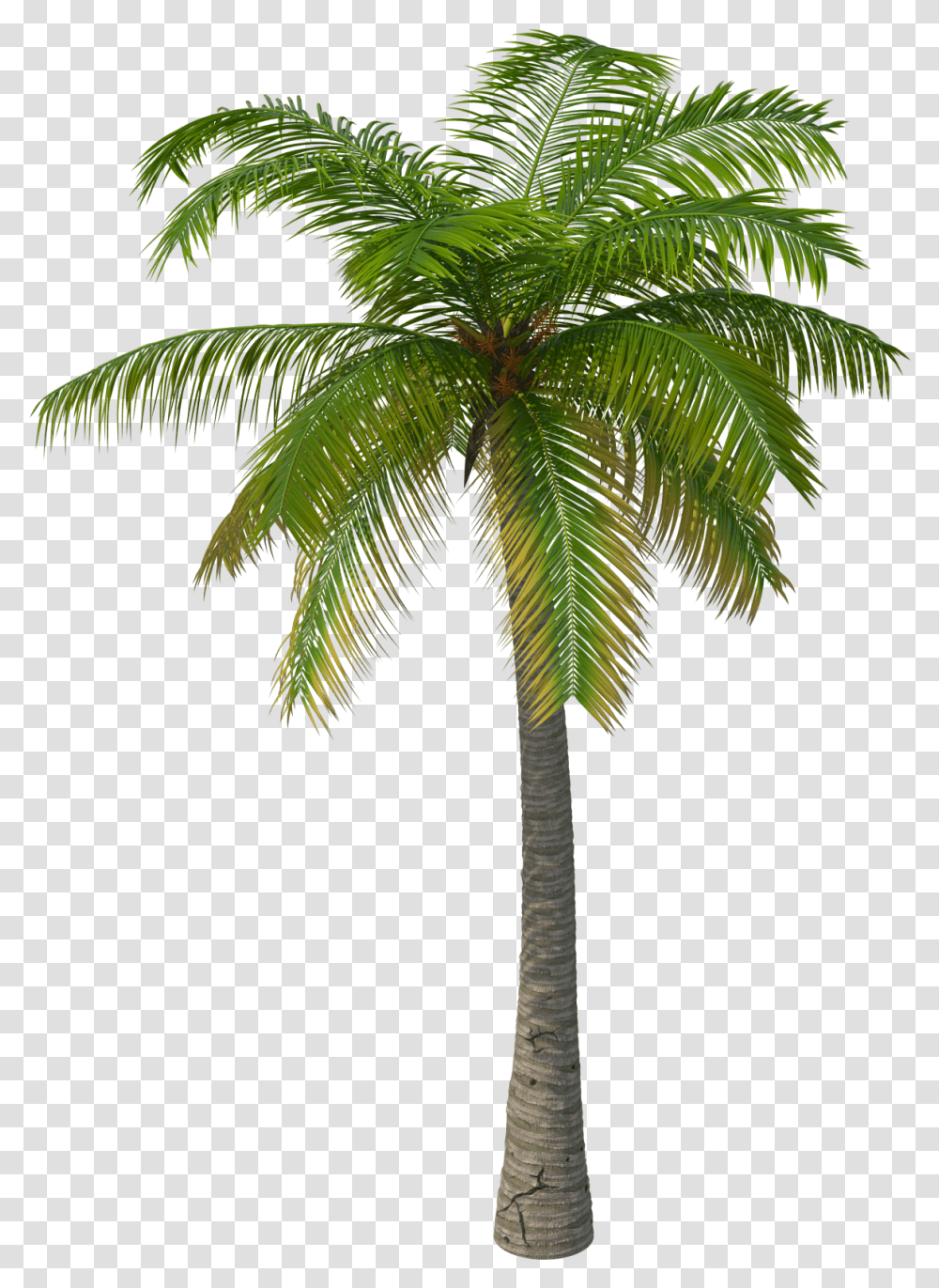 Palm Tree 3d Palm Tree, Plant, Arecaceae, Bird, Animal Transparent Png