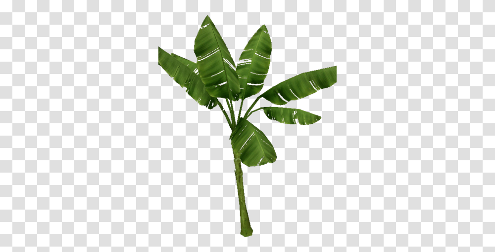 Palm Tree Arbol De Pltano, Leaf, Plant, Vegetation, Green Transparent Png