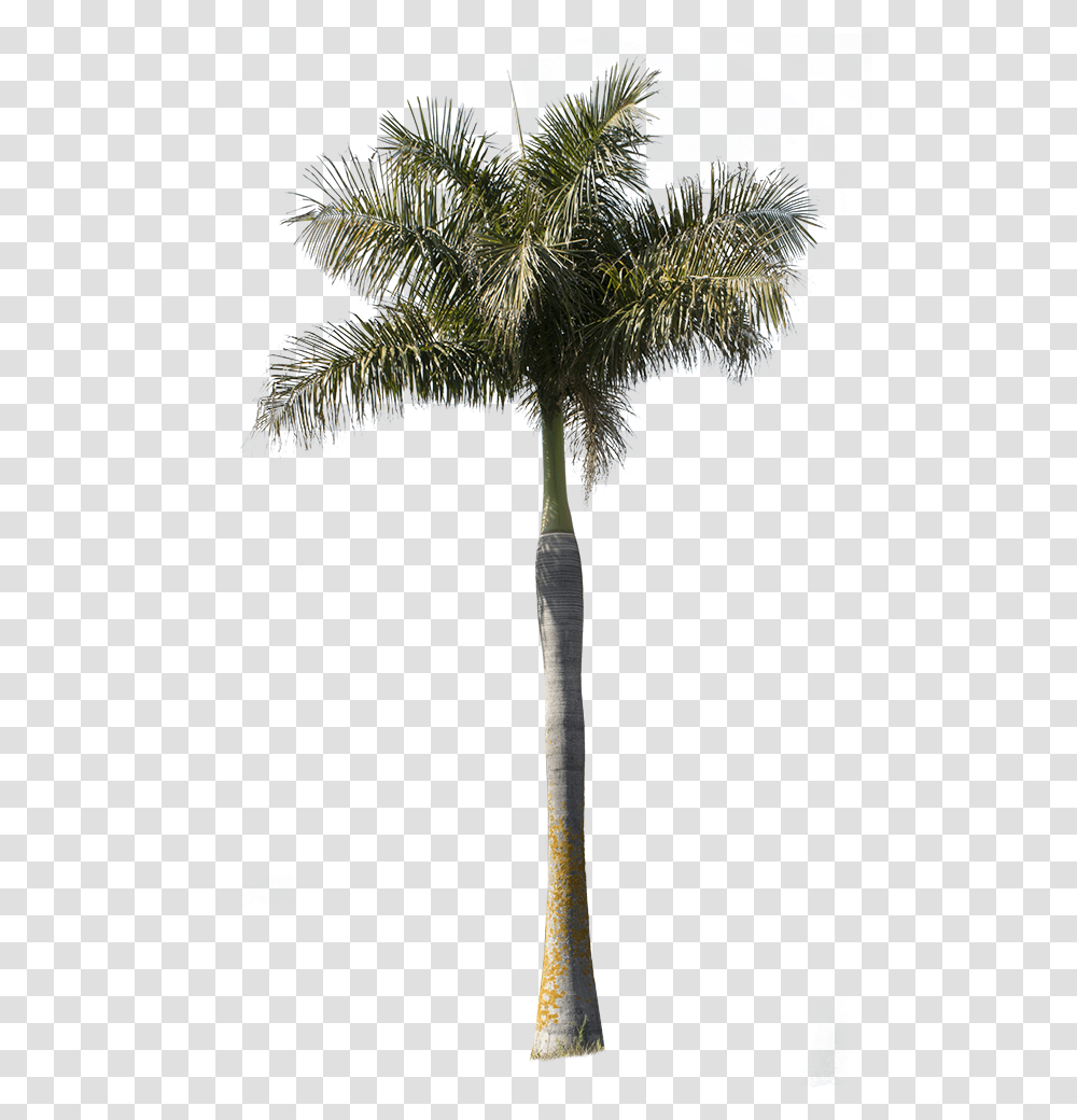 Palm Tree Archontophoenix Palm Tree Cutout, Plant, Arecaceae, Flower, Cross Transparent Png