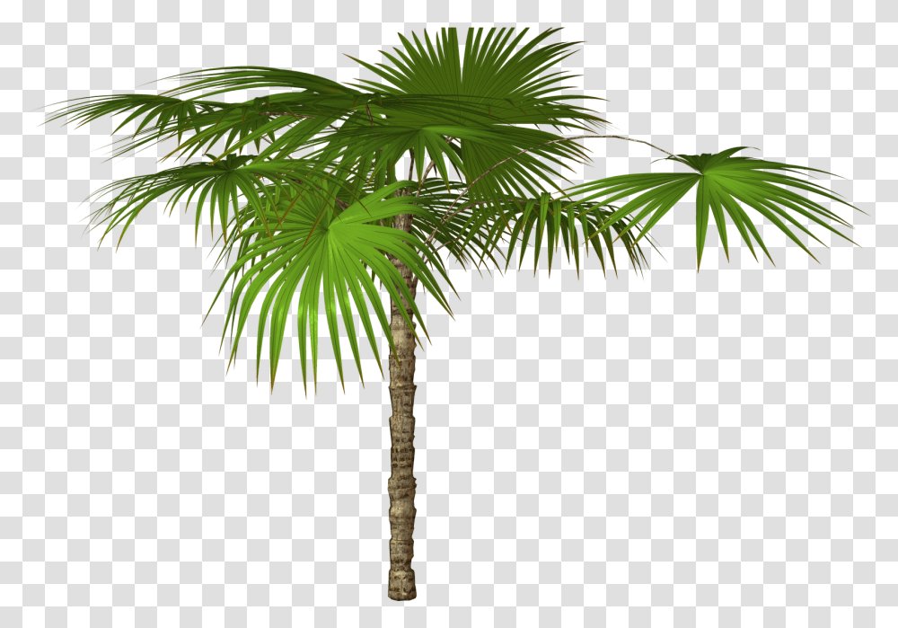 Palm Tree Background 31897 Free Icons And Palm Trees High Resolution, Plant, Arecaceae, Leaf, Green Transparent Png