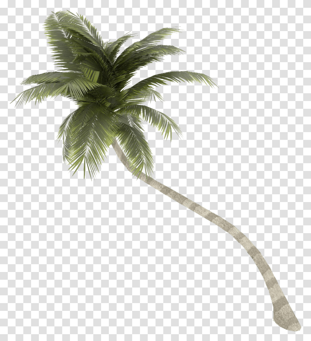 Palm Tree Background Coconut Tree Background, Plant, Arecaceae, Leaf, Flower Transparent Png