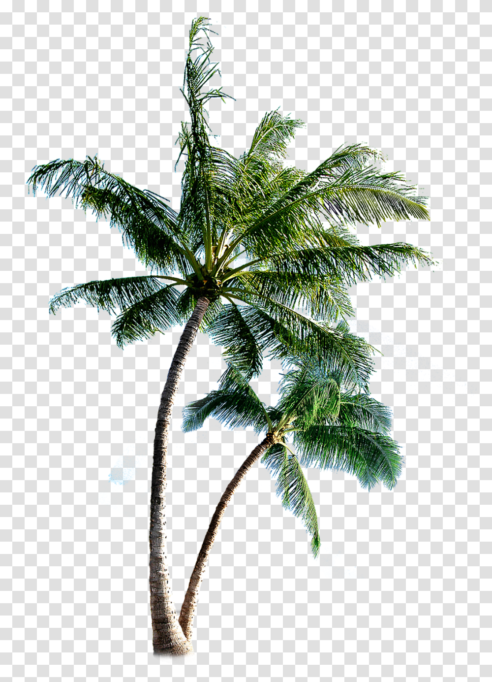 Palm Tree Background Coconut Tree, Plant, Leaf, Outdoors Transparent Png