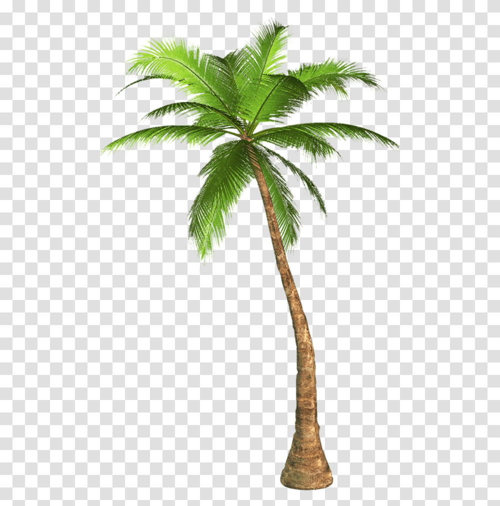 Palm Tree Background Image Palm Tree With Background, Plant, Leaf, Arecaceae Transparent Png