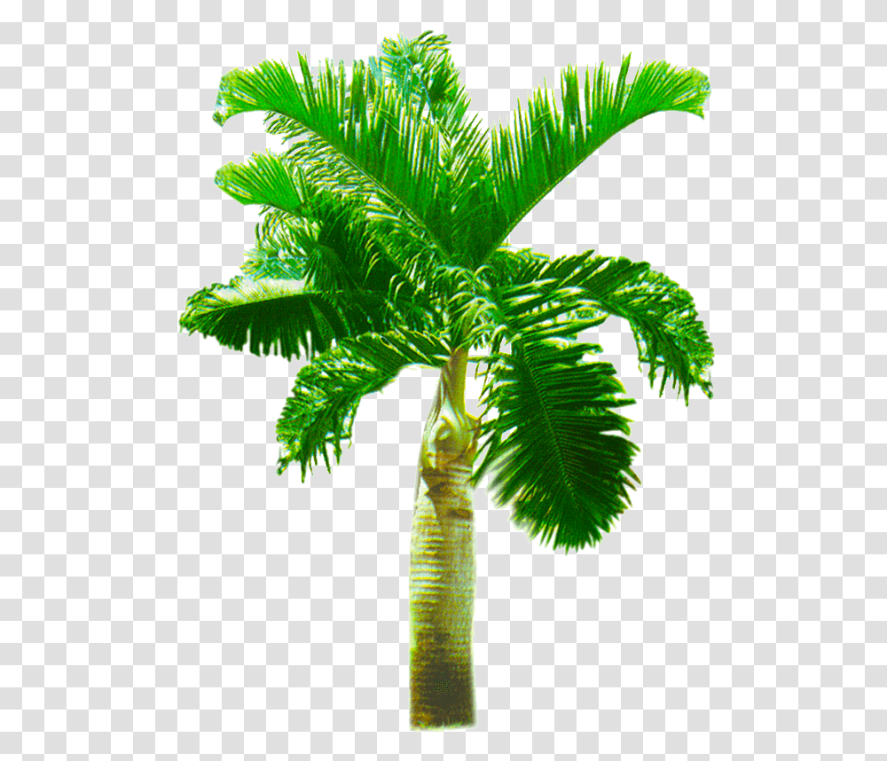 Palm Tree Background Palm Trees, Plant, Arecaceae, Green, Vegetable Transparent Png