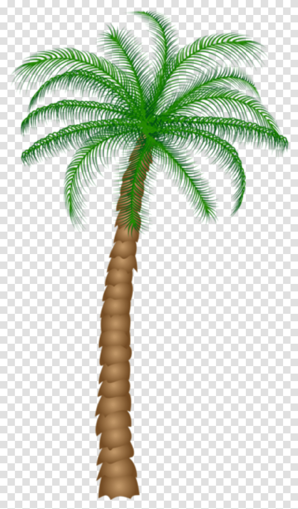 Palm Tree Background, Plant, Arecaceae, Bird, Animal Transparent Png