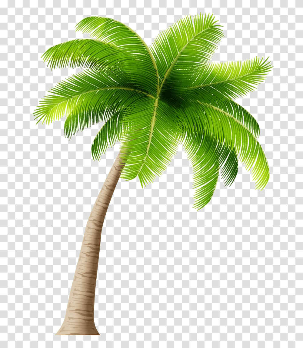 Palm Tree Background, Plant, Arecaceae, Leaf, Green Transparent Png
