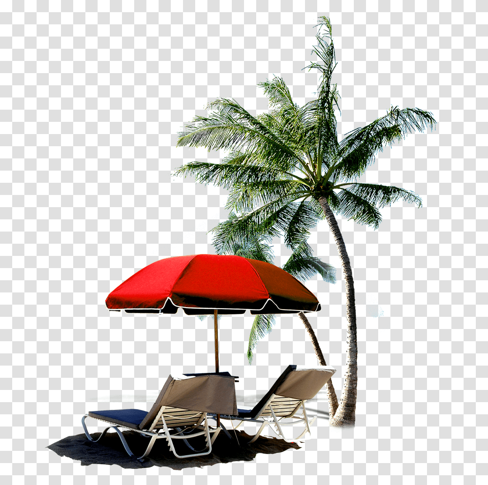 Palm Tree Beach With Coconut Palms, Furniture, Chair, Plant, Summer Transparent Png