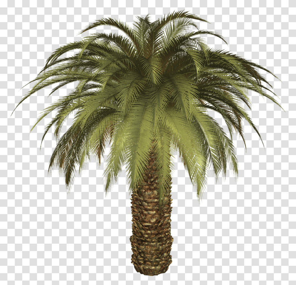 Palm Tree Big Palm Tree, Plant, Arecaceae, Elephant, Wildlife Transparent Png