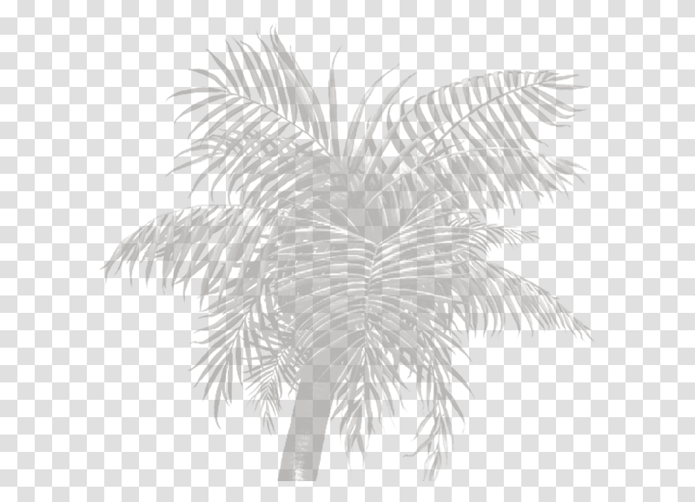 Palm Tree, Bird, Animal, Silhouette, Plant Transparent Png