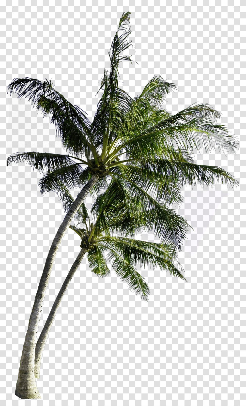 Palm Tree Border Coconut Tree, Plant, Furniture, Tropical, Flower Transparent Png