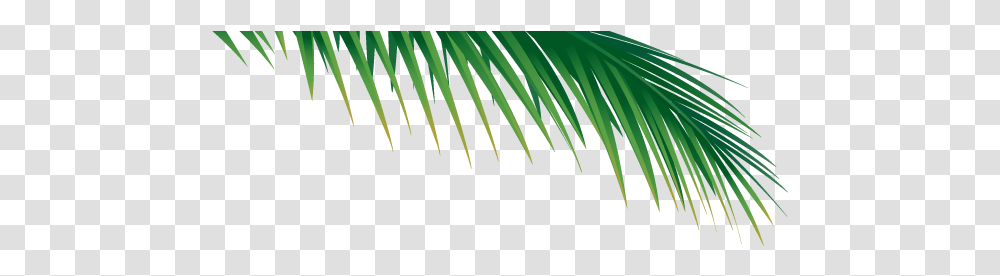 Palm Tree Branch Image With No Palm Tree Branch, Plant, Vegetation, Green, Fern Transparent Png