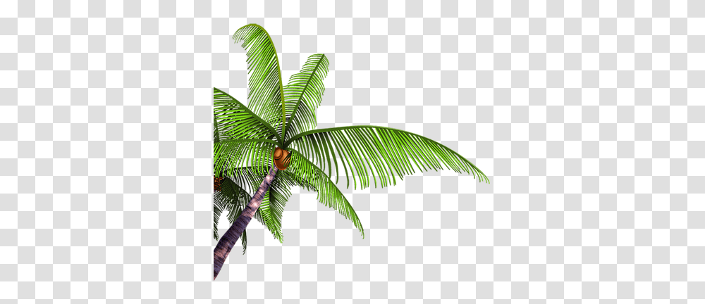 Palm Tree Branch Paume Arbre Branche Coconut, Leaf, Plant, Green, Animal Transparent Png