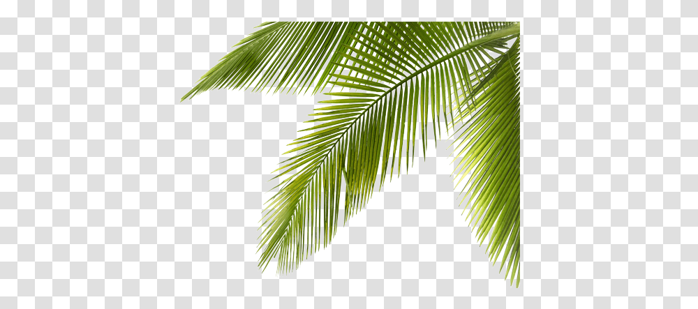 Palm Tree Branch Picture Library Coconut Tree Coconut Tree Branches, Leaf, Plant, Green, Arecaceae Transparent Png
