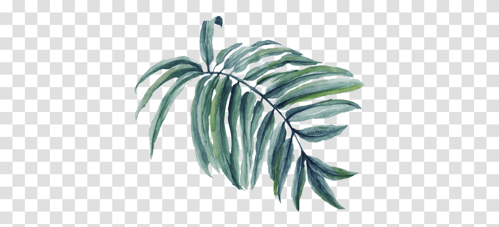Palm Tree Branch Watercolor Leaf, Plant, Fern, Flower, Blossom Transparent Png