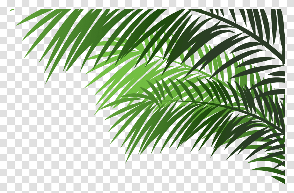 Palm Tree Branches On, Vegetation, Plant, Rainforest, Land Transparent Png