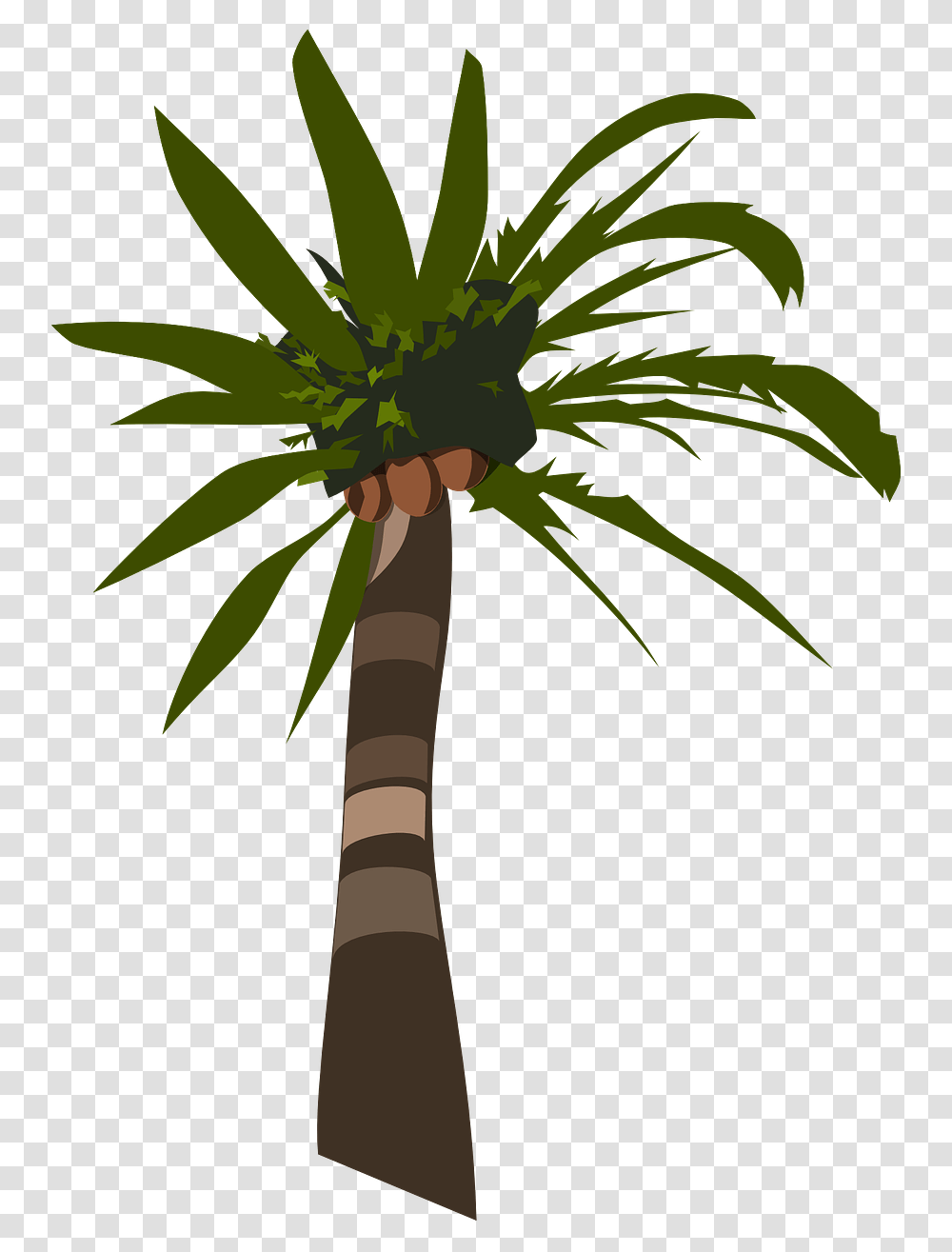 Palm Tree Clip Art, Plant, Arecaceae Transparent Png