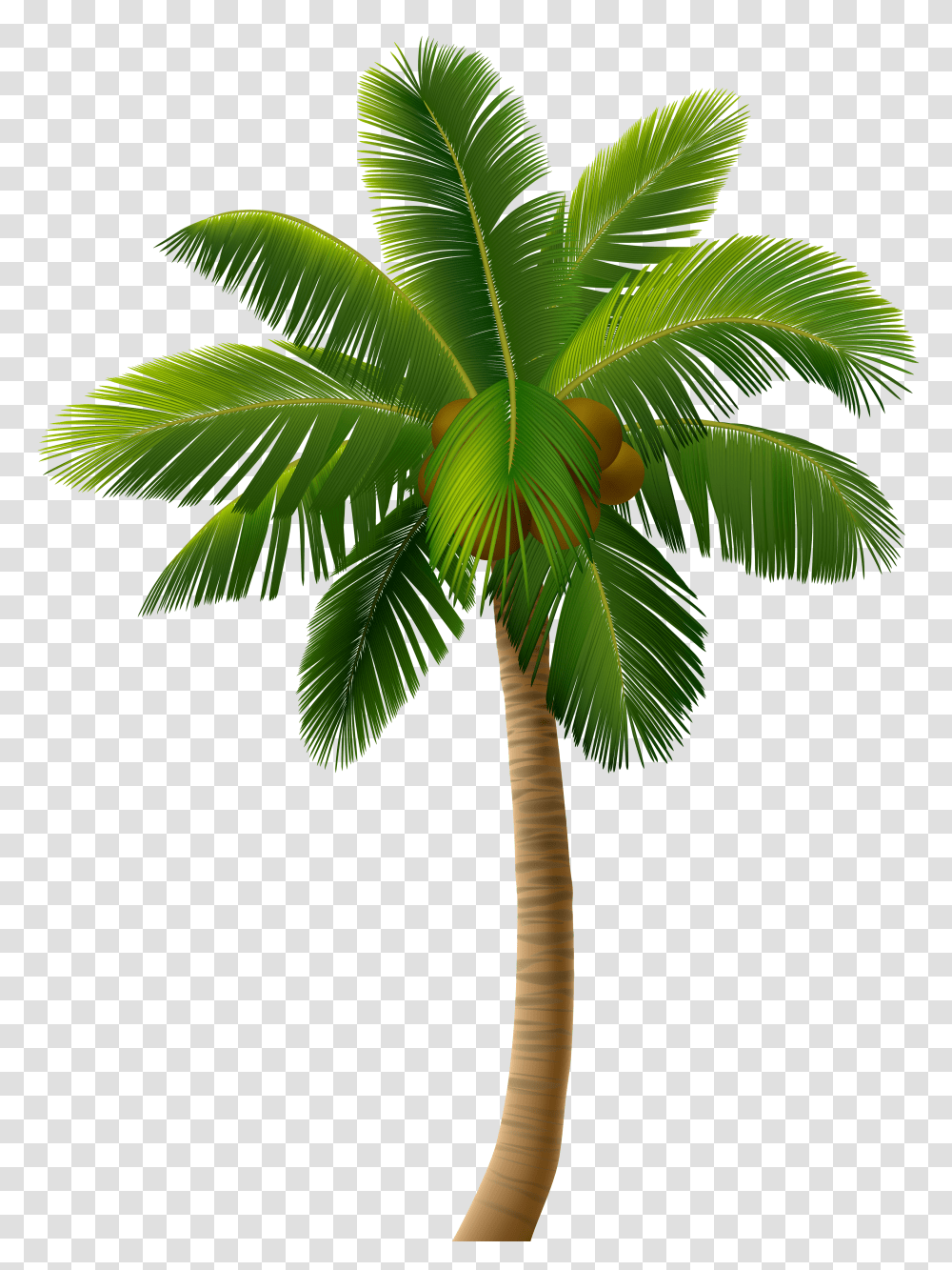 Palm Tree Clip Art Transparent Png