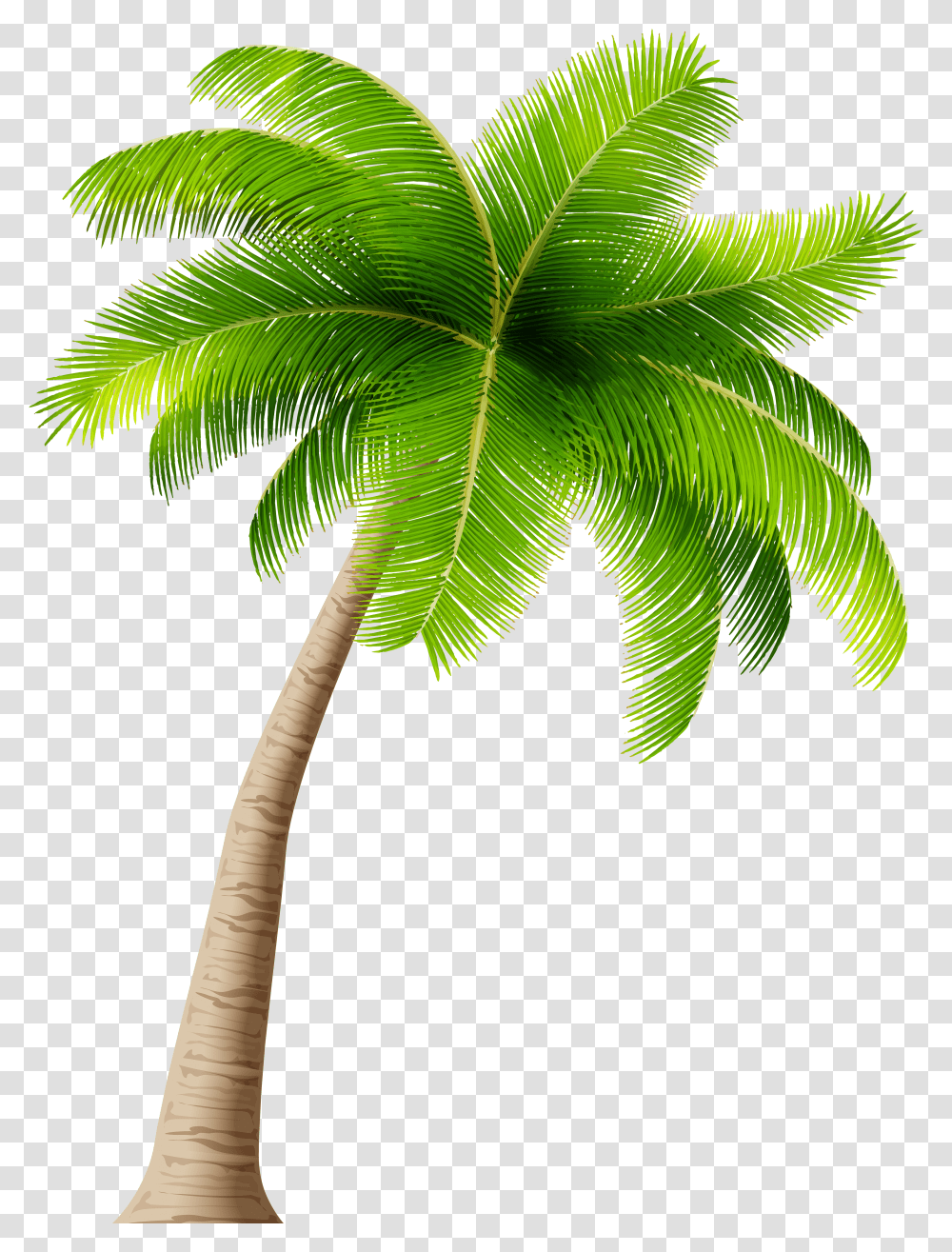 Palm Tree Clipart Image Background Coconut Tree Clipart Transparent Png